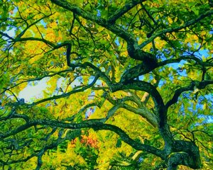 Birdy Nam-Nam - TeMuri