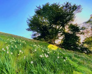 Hello Spring - TeMuri