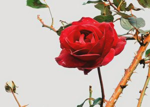 Products: Rose Proudly - TeMuri