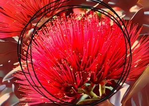 Xmas Circle - TeMuri