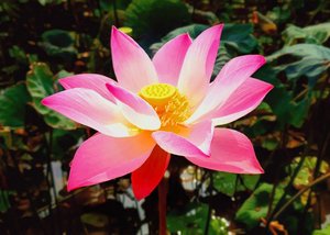 Products: Zen Total - TeMuri