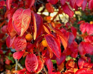 Products: Kaki World - TeMuri