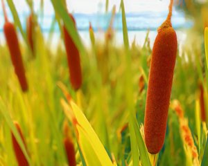 Products: Hot Dogs - TeMuri