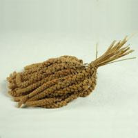 Products: Millet sprays - seed and feed