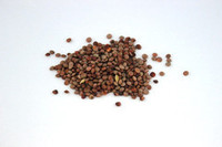 Products: Lentils - seed and feed
