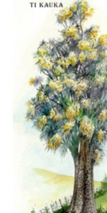 Ti Kauka Tincture 1:5 100ml