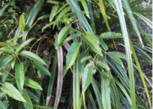 Self Heals Native Herbal Tinctures: Tataramoa Tincture 1:5 100ml