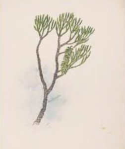 Self Heals Native Herbal Tinctures: Rimu Tincture 1:5 100ml