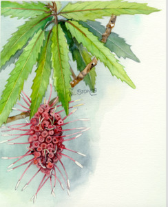 Self Heals Native Herbal Tinctures: Rewarewa Tincture 1:5 100ml