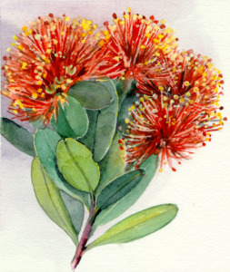 Self Heals Native Herbal Tinctures: Rata Tincture 1:5 100ml