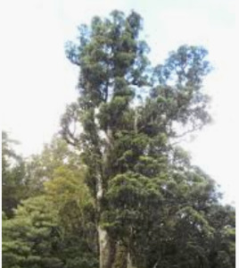 Self Heals Native Herbal Tinctures: Pukatea Tincture 1:5 100ml