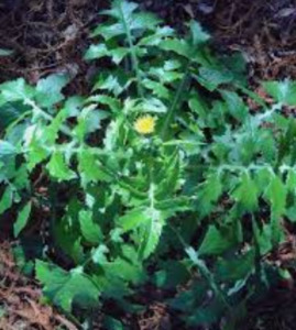 Self Heals Native Herbal Tinctures: Puha Tincture 1:5 100ml