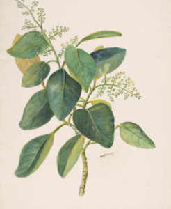 Self Heals Native Herbal Tinctures: Puka Tincture 1:5 100ml