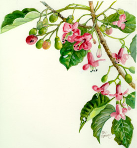 Puriri Tincture 1:5 100ml