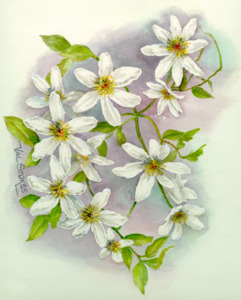 Self Heals Native Herbal Tinctures: Puawananga Tincture 1:5 100ml