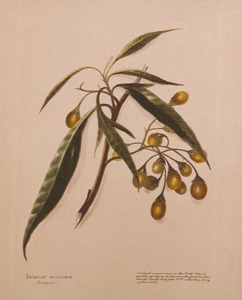 Self Heals Native Herbal Tinctures: Poroporo Tincture 1:5 100ml