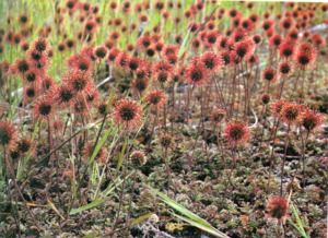 Self Heals Native Herbal Tinctures: Piripiri Tincture 1:5 100ml