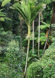 Self Heals Native Herbal Tinctures: Nikau Tincture 1:5 100ml