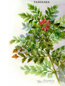 Self Heals Original Formulas And Creams: Tanekaha and Golden Seal Cream 25g