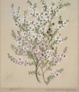 Breasts: Manuka Tincture 1:5 100m