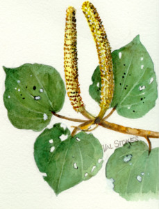 Breasts: Kawakawa Tincture 1:5 200ml