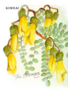 Hair: Kowhai Tincture 1:5 100ml