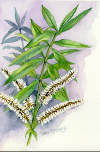 Koromiko Tincture 1:5 100ml