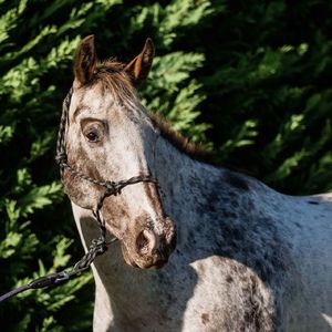 Products: Flair Rope Halters