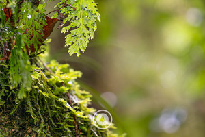 Autumn Lichen Sentient Imagery