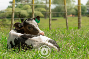 Autumn Calf Relaxed + Happy Sentient Imagery