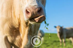 Autumn Beefie Grazing Sentient Imagery