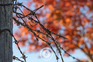 Autumn Rowan Foliage on Farm Sentient Imagery