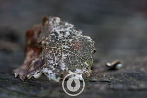 Autumn's Decay Sentient Imagery