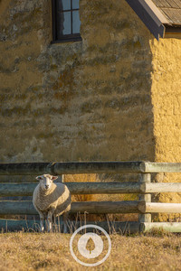 Products: Sheep + Shadows Sentient Imagery