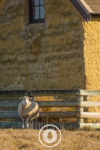 Products: Sheep + Shadows Sentient Imagery