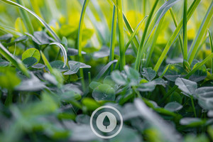 Products: Growing Underfoot Sentient Imagery