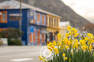 Products: Speights Rural Pub Sentient Imagery