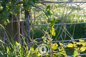 Products: Gates + Growing Vines Sentient Imagery