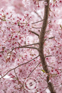Products: Springtime Blooming Above Sentient Imagery