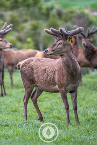 Stand Strong Sentient Imagery Red deer in a striking pose with mature velvet