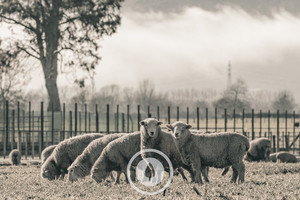 Products: What the Fog Reveals Sentient Imagery