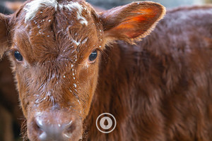After AM Calf Feed Sentient Imagery