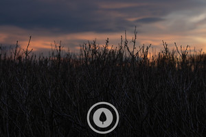 Products: Dormant Blackcurrant Bushes Sentient Imagery