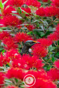Tūī Nestled in Christmas Pōhutukawa Sentient Imagery