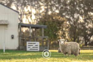 Products: A&P Showground Ewe Sentient Imagery