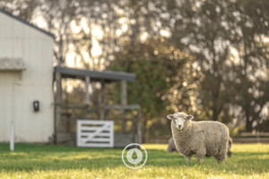 Products: A&P Showground Ewe Sentient Imagery