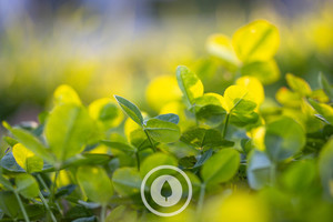 Products: Foundation of Clover Sentient Imagery