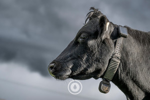 Muddy Collar + Stormy Sky Sentient Imagery