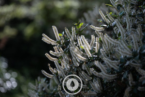 December Kamahi in Bloom Sentient Imagery