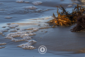 Products: Seafoam + Seaweed Sentient Imagery